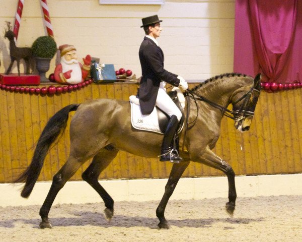 dressage horse Royal Rubin 16 (Rhinelander, 2004, from Rubin Royal OLD)