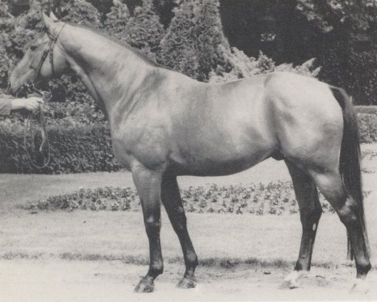 Deckhengst Maistern (Hannoveraner, 1967, von Maigraf xx)