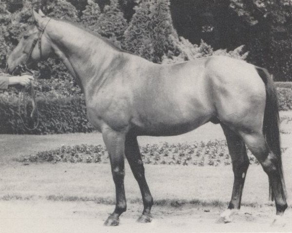 stallion Maistern (Hanoverian, 1967, from Maigraf xx)