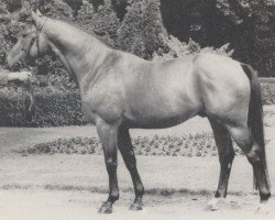 stallion Maistern (Hanoverian, 1967, from Maigraf xx)