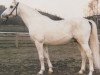 stallion Schah (Hessian Warmblood, 1970, from Shagya XXI)