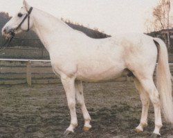 stallion Schah (Hessian Warmblood, 1970, from Shagya XXI)