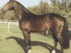 stallion Fuego (Hessian Warmblood, 1987, from Fürstengold)