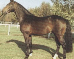 stallion Fuego (Hessian Warmblood, 1987, from Fürstengold)