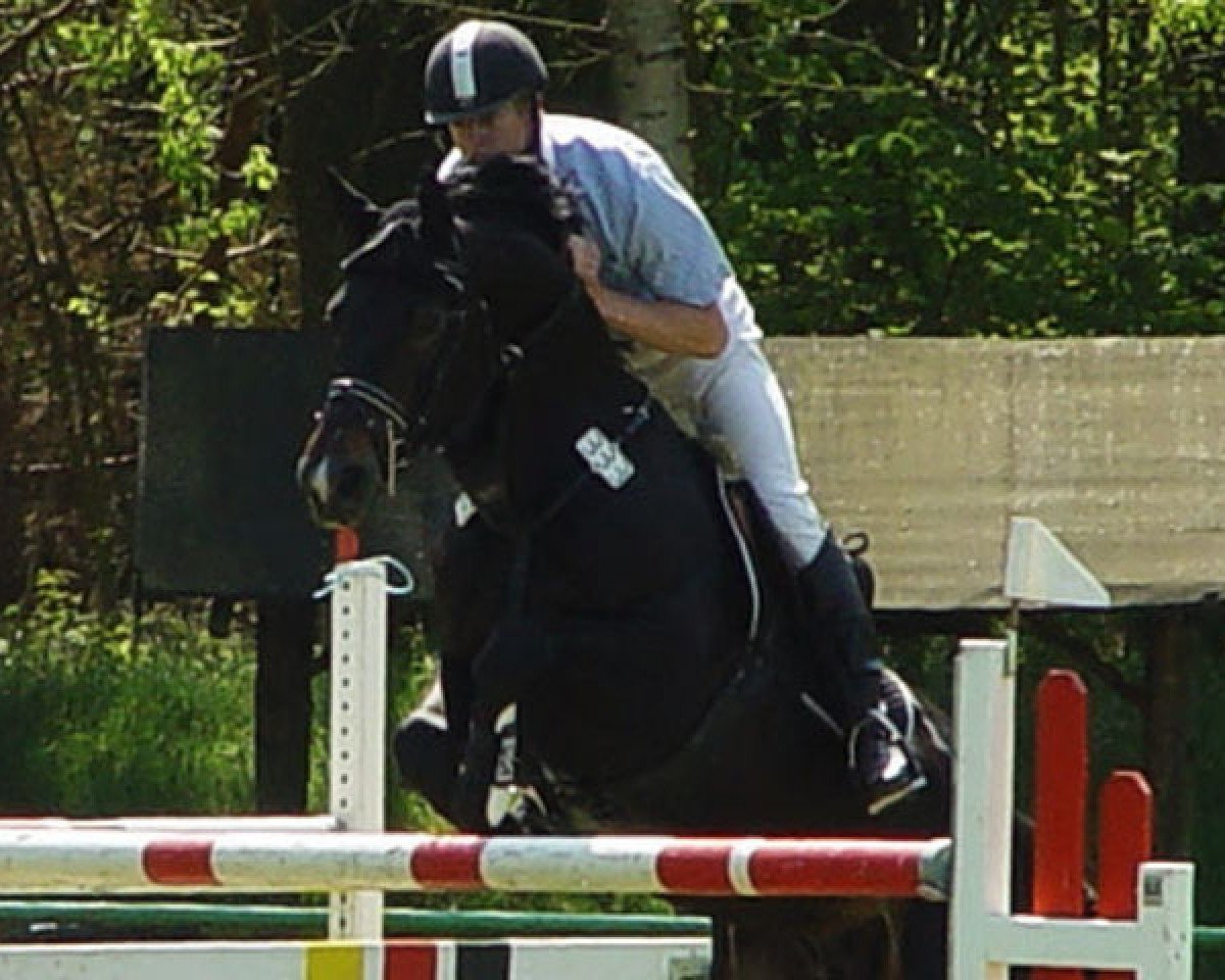 Springpferd Scott (Mecklenburger, 2001, von Silvio I)
