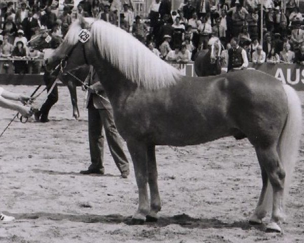stallion Hofmarschall 1042 (Haflinger, 1976, from 413 Hoferbe)