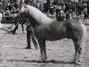 stallion Hofmarschall 1042 (Haflinger, 1976, from 413 Hoferbe)