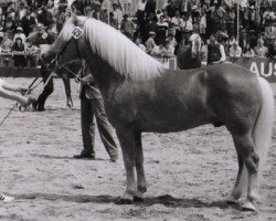 Deckhengst Hofmarschall 1042 (Haflinger, 1976, von 413 Hoferbe)