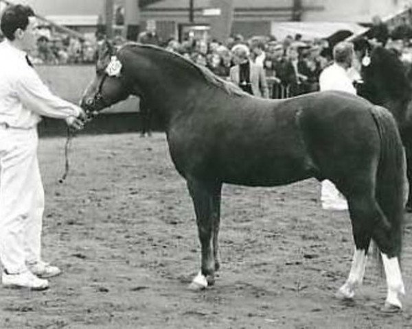 Deckhengst Shamrock Discovery (Welsh Pony (Sek.B), 1988, von Shamrock Mr. Oliver)