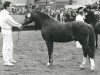 Deckhengst Shamrock Discovery (Welsh Pony (Sek.B), 1988, von Shamrock Mr. Oliver)