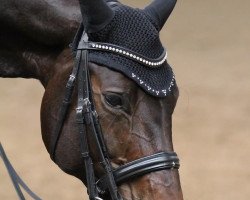 dressage horse Fionah (Westphalian, 2004, from Fiano)