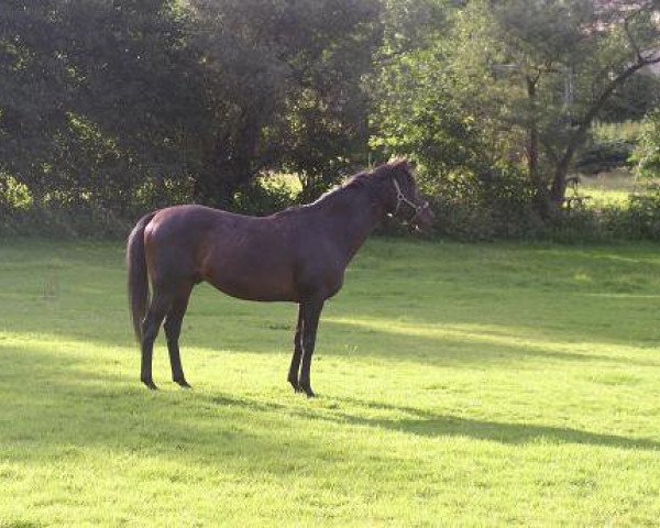 stallion Lac Royal xx (Thoroughbred, 2000, from Monsun xx)