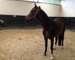 Pferd Charon (Deutsches Reitpony, 2000, von Viktoria's Colano)