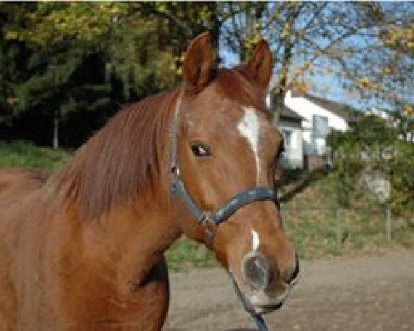 horse Nobel Forever (German Riding Pony, 1991, from Nalet Stern ox)