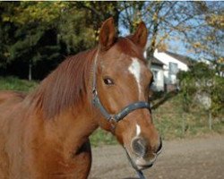 horse Nobel Forever (German Riding Pony, 1991, from Nalet Stern ox)