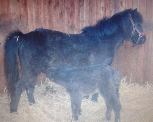 Zuchtstute Bella (Shetland Pony,  )