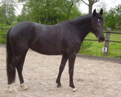 Zuchtstute Baletha (KWPN (Niederländisches Warmblut), 2006, von Taloubet Z)