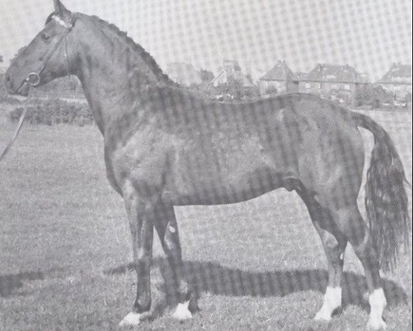 stallion Faktor (Holsteiner, 1959, from Fax I)