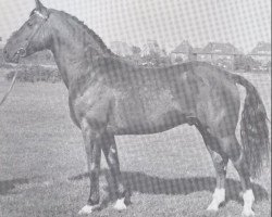 Deckhengst Faktor (Holsteiner, 1959, von Fax I)