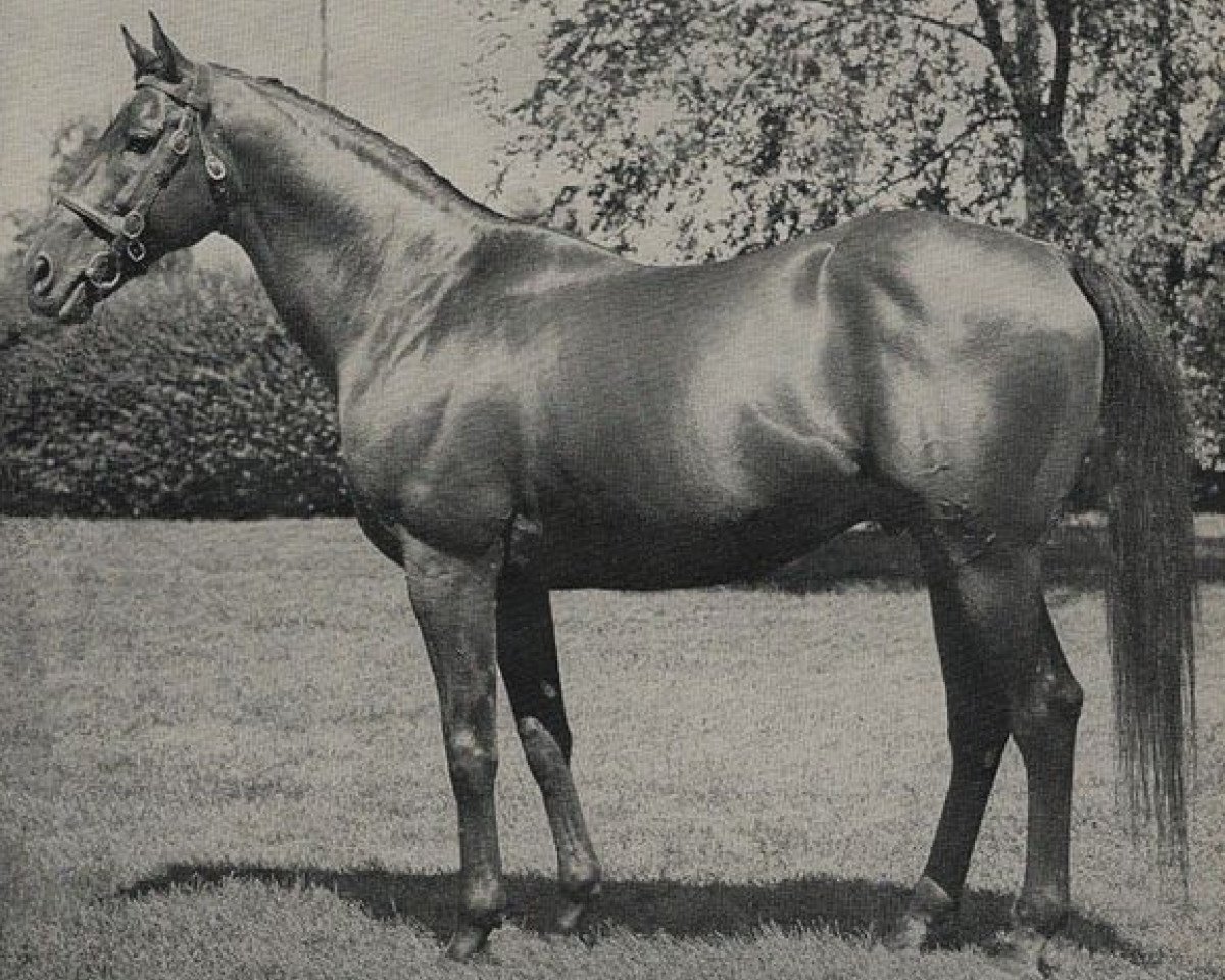 stallion Solar Slipper xx (Thoroughbred, 1945, from Windsor Slipper xx)