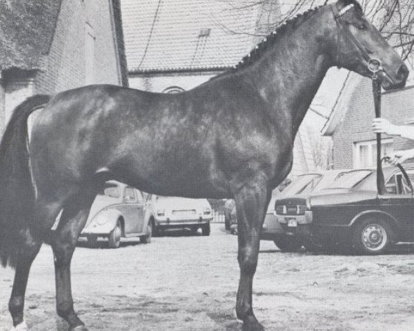 Deckhengst Trojaner (Holsteiner, 1973, von Tumbled xx)