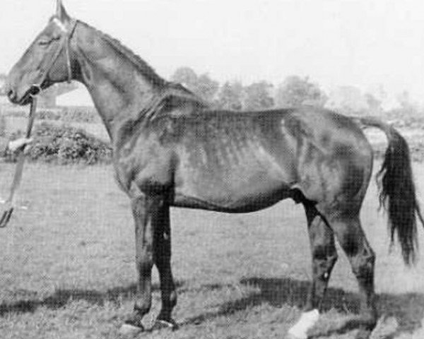 horse Herwin (Holsteiner, 1958, from Herrscher)