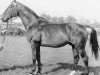 stallion Herwin (Holsteiner, 1958, from Herrscher)