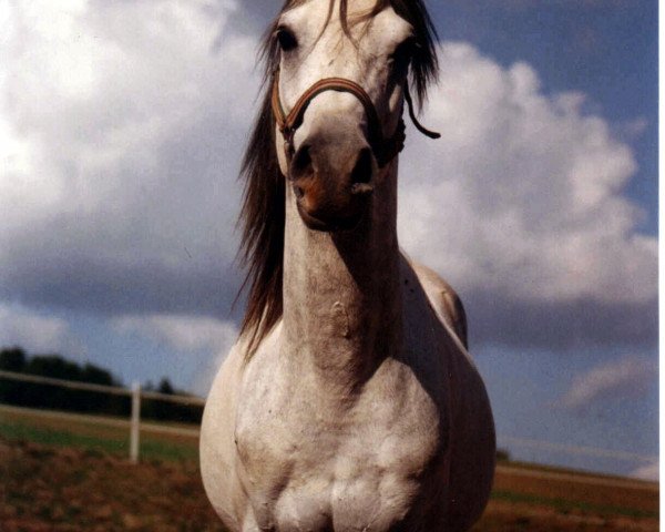 horse Bel Minjan ox (Arabian thoroughbred,  , from AAF Absolut ox)