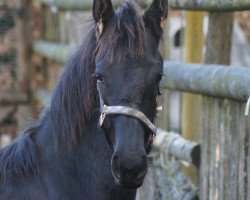 Pferd Piet fan de Posthoeve (Friese, 2013, von Norbert 444)