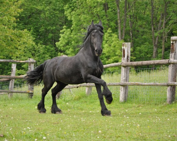 broodmare Vesta M.G. (Friese,  , from Lammert 260)