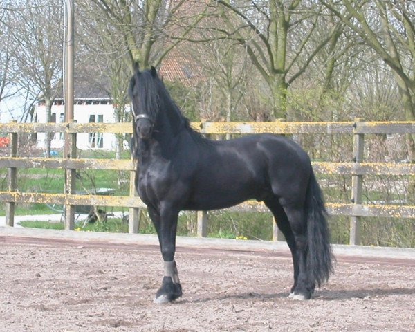 stallion Dries 421 Sport (Friese, 2001, from Jasper 336 P)
