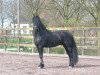 stallion Dries 421 Sport (Friese, 2001, from Jasper 336 P)