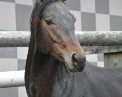 dressage horse Don Davidoff (Swiss Warmblood, 2008, from Don Frederico)