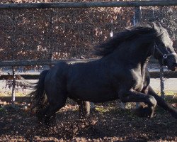 Pferd Lieuwe fan de Posthoeve (Friese, 2011, von Dries 421 Sport)