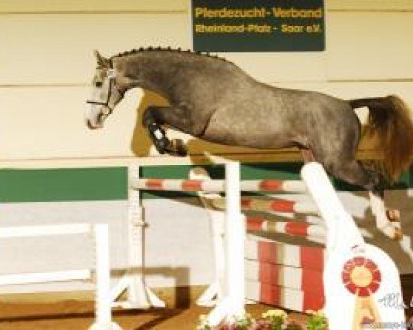 stallion Click Clack 5 (Zweibrücken, 2011, from Calido I)