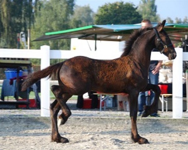 horse Janus fan de Posthoeve (Friese, 2011, from Arjen 417)