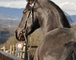 broodmare Rinskje fan Zwanenburg (Friese,  , from Mintse 384)