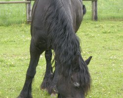 broodmare Ienske Nynke van de Wolwarren (Friese,  , from Jelte)