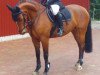 broodmare Susanville 2 (German Warmblood, 2003, from Waldeck)