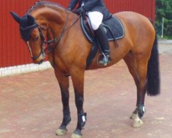 broodmare Susanville 2 (German Warmblood, 2003, from Waldeck)