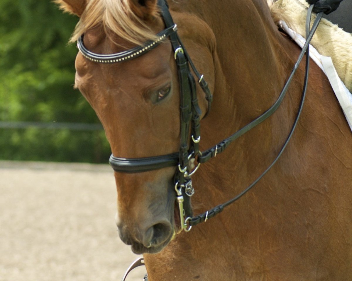 Dressurpferd Otto von Oxford (Mecklenburger, 2002, von Oxford)