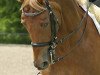 dressage horse Otto von Oxford (Mecklenburg, 2002, from Oxford)