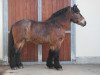 stallion Norfolk (Rhenish-German Cold-Blood, 2005, from Nerlinger RS)
