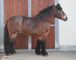 stallion Norfolk (Rhenish-German Cold-Blood, 2005, from Nerlinger RS)