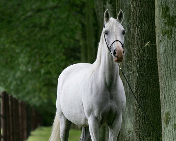 broodmare Geyran (Rhinelander, 1995, from Kylinski 1988 ox)