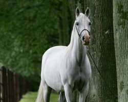 broodmare Geyran (Rhinelander, 1995, from Kylinski 1988 ox)