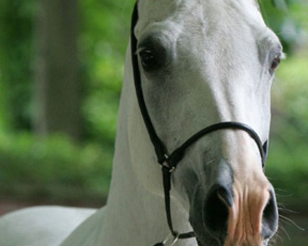 broodmare Gentilly x (Anglo-Arabs, 1988, from Numizmat 1974 ox)