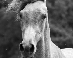 broodmare Jasara Al Qusar (Arabian thoroughbred, 2009, from Teymur B ox)