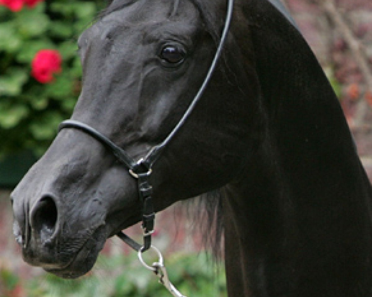 stallion Ro Abdulah ox (Arabian purebred, 1995, from Wagram ox)