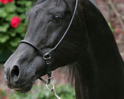 stallion Ro Abdulah ox (Arabian thoroughbred, 1995, from Wagram ox)